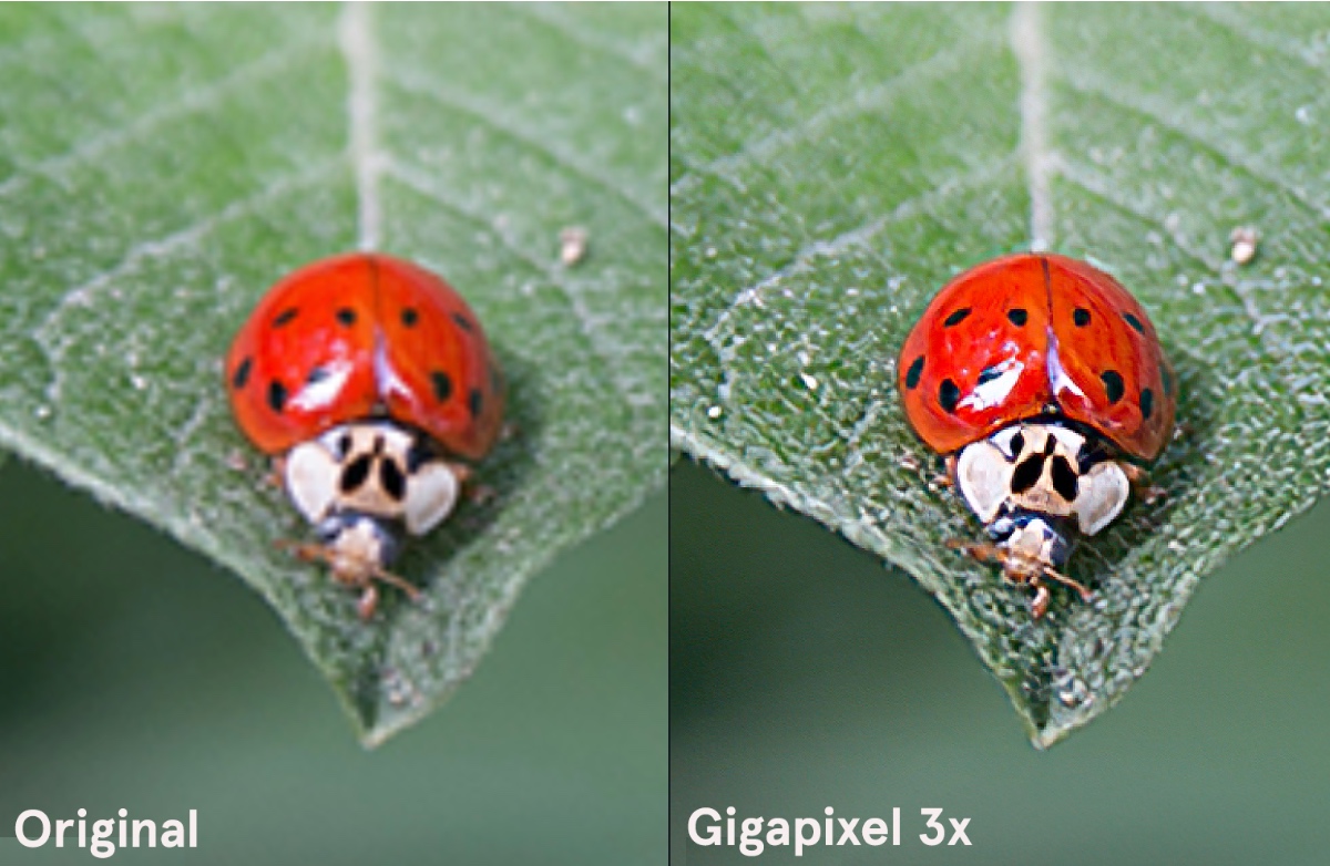 Gigapixel-AI-example.jpg